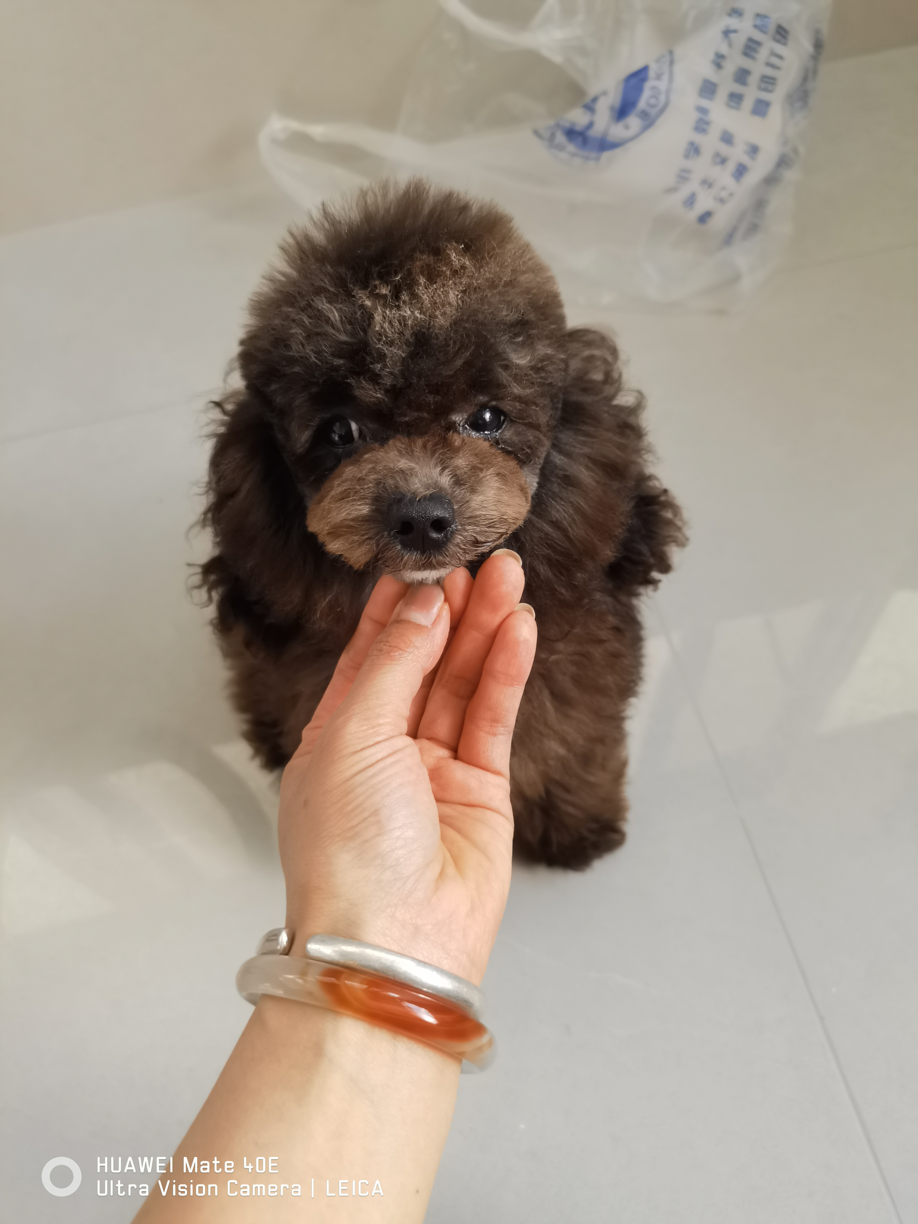 灰泰迪幼犬 母 可爱粘人